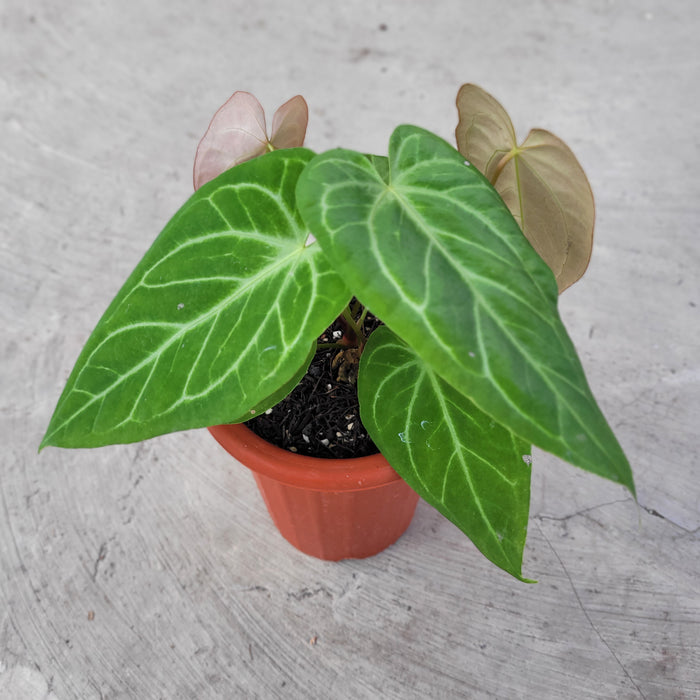 Anthurium Crystalinum x Pappilaminum White Variegated