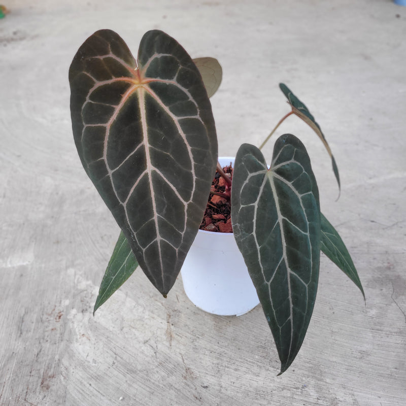 Anthurium BVIT x Zara Michelle Selected Form