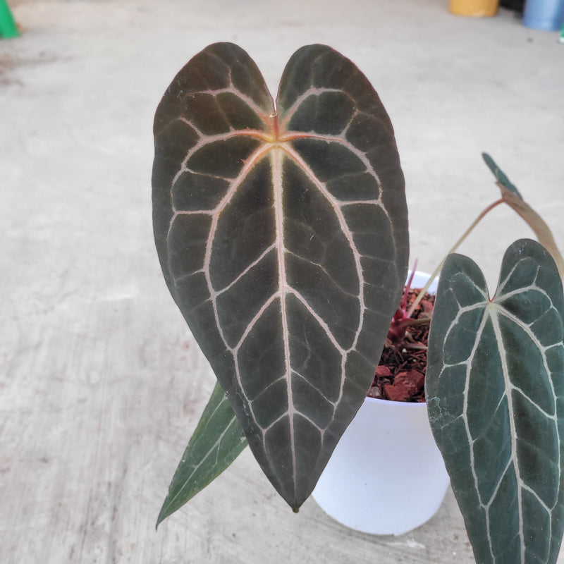 Anthurium BVIT x Zara Michelle Selected Form