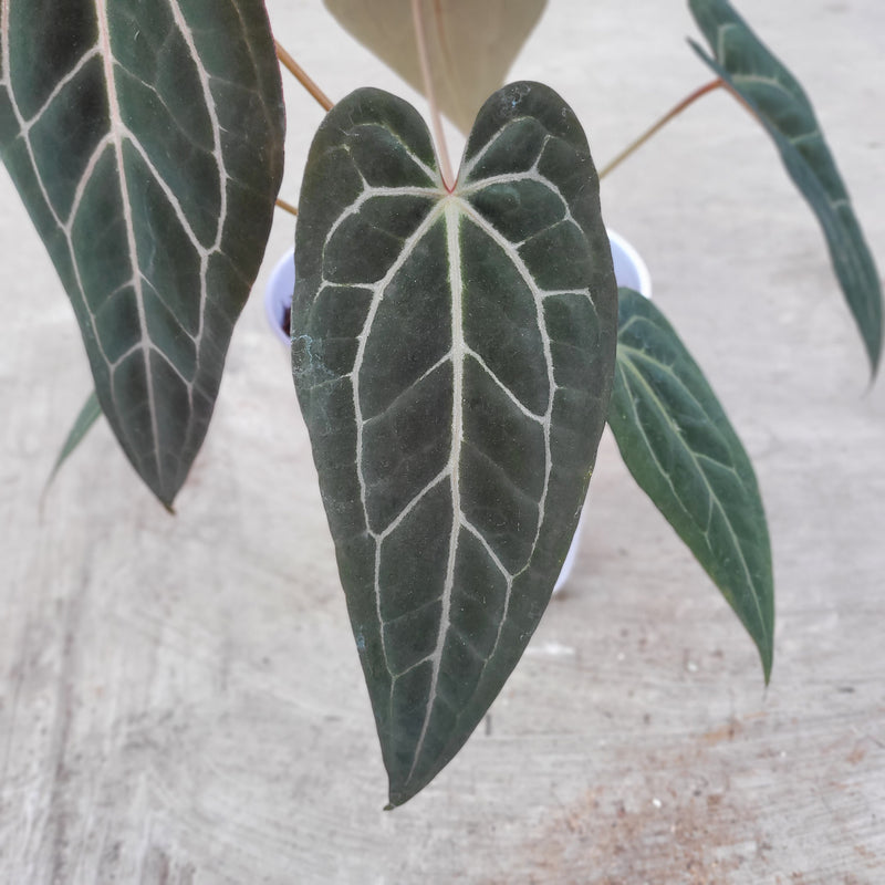 Anthurium BVIT x Zara Michelle Selected Form