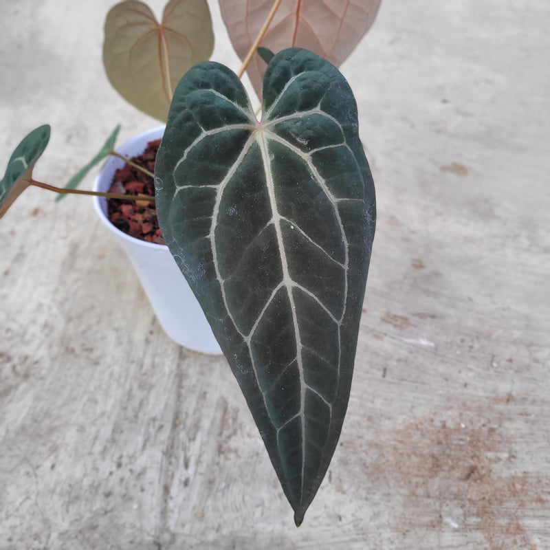 Anthurium BVIT x Zara Michelle Selected Form