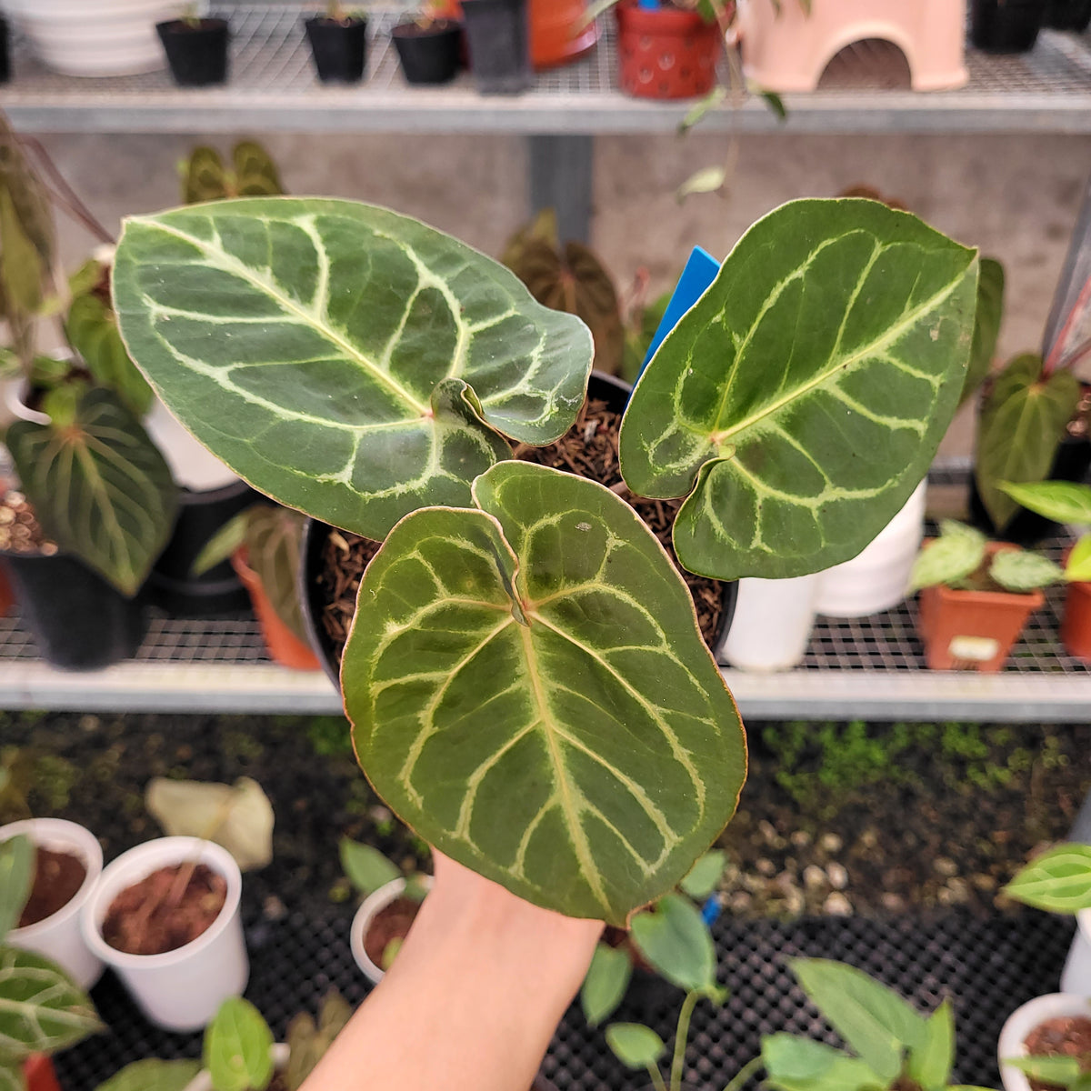 anthurium hoffmani Anthurium Hoffmanii x Dorayaki — Aroidasia