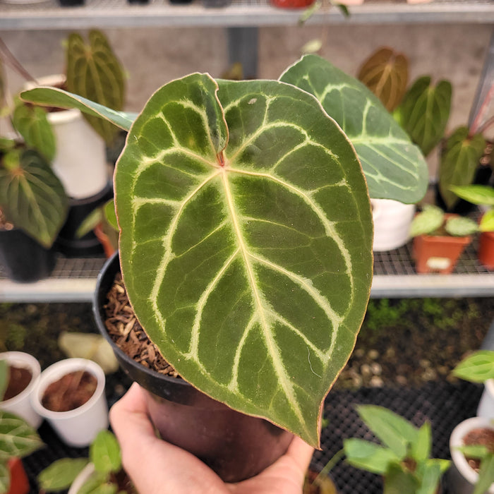 Anthurium Hoffmanii x Dorayaki