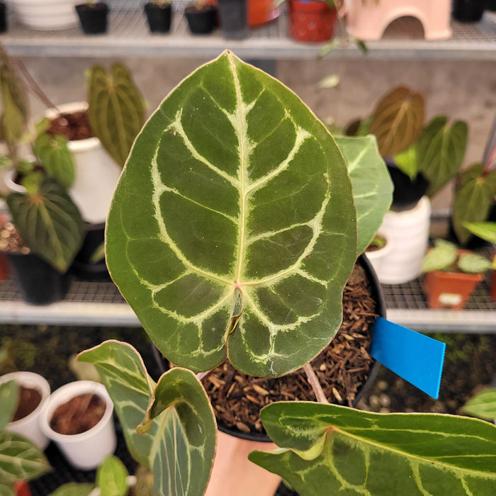 Anthurium Hoffmanii x Dorayaki