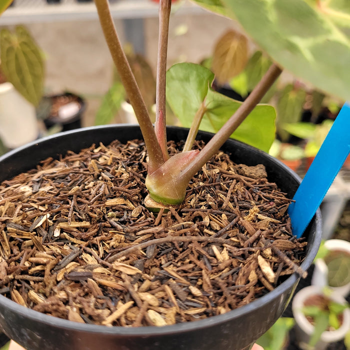 Anthurium Hoffmanii x Dorayaki