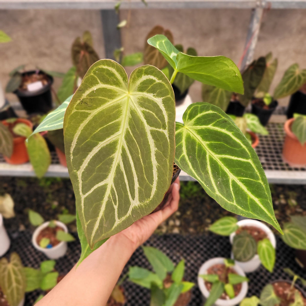 anthurium green mamba Anthurium Green Mamba x Silver Blush
