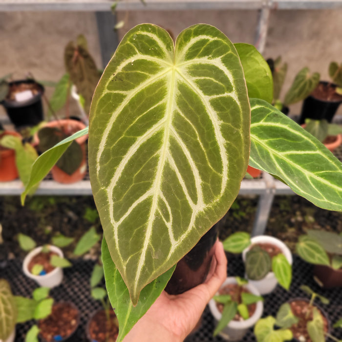 Anthurium Green Mamba x Silver Blush