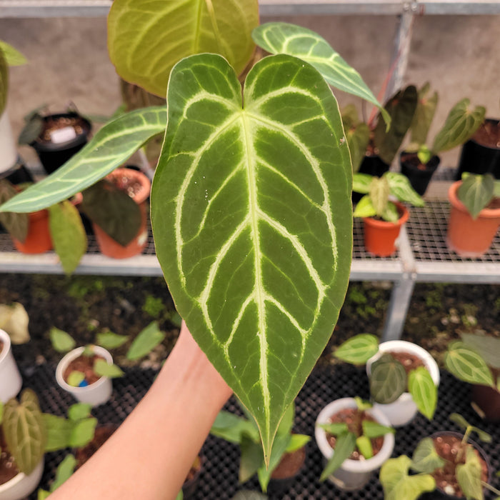 Anthurium Green Mamba x Silver Blush