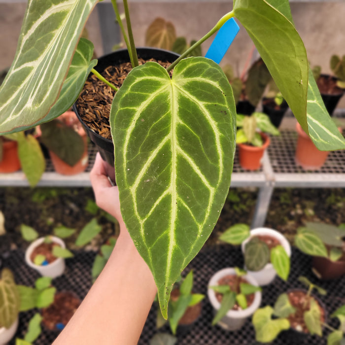 Anthurium Green Mamba x Silver Blush