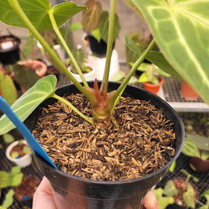 Anthurium Green Mamba x Silver Blush