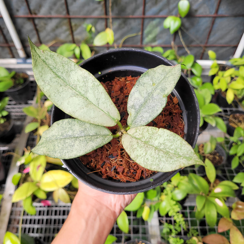 Hoya Mitrata Silver