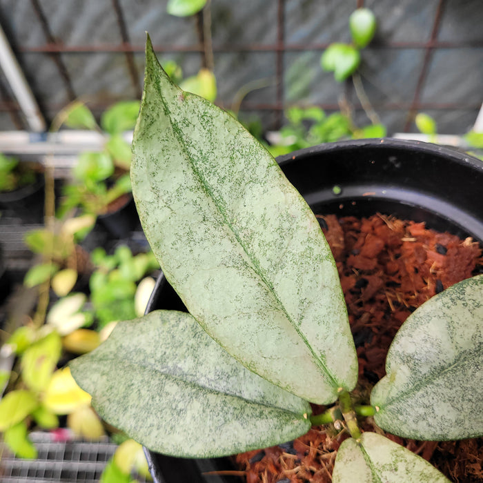 Hoya Metrata Silver