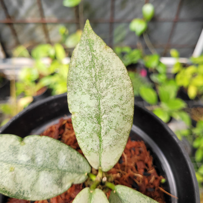 Hoya Metrata Silver