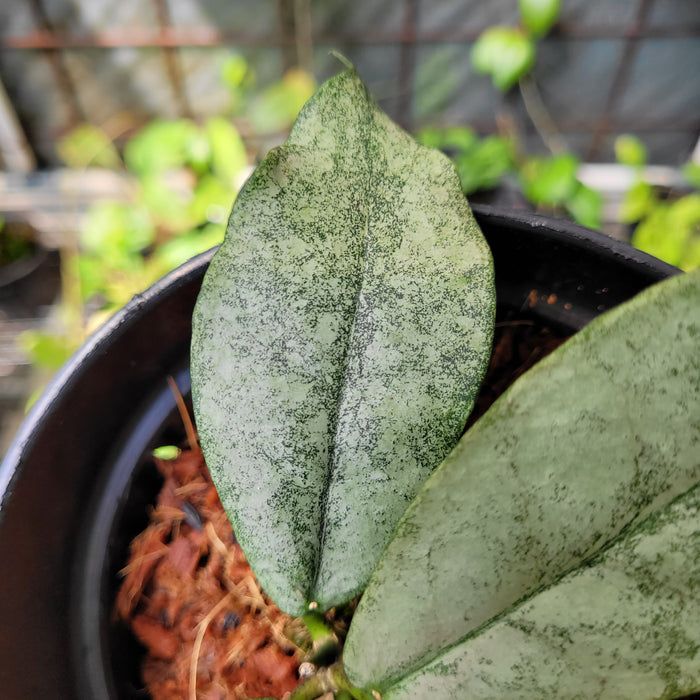 Hoya Metrata Silver