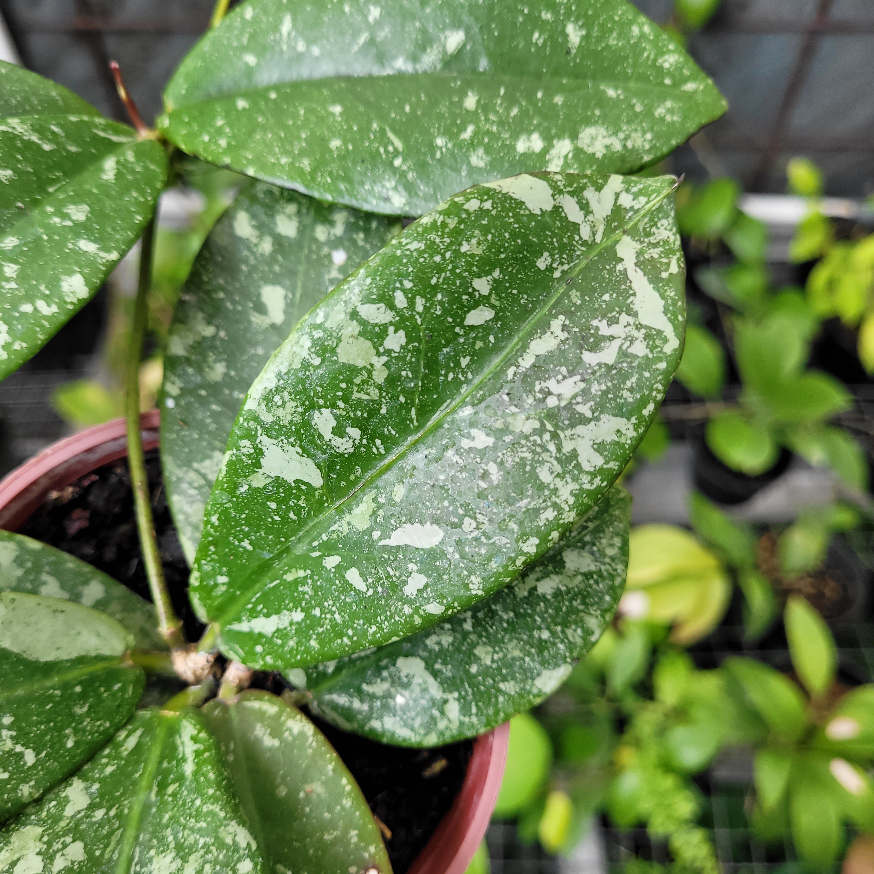 Hoya Buntokensis Splash — Aroidasia