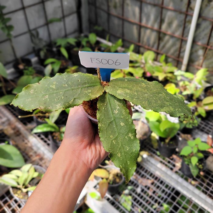 FS006-08 Hoya Undulata Splash