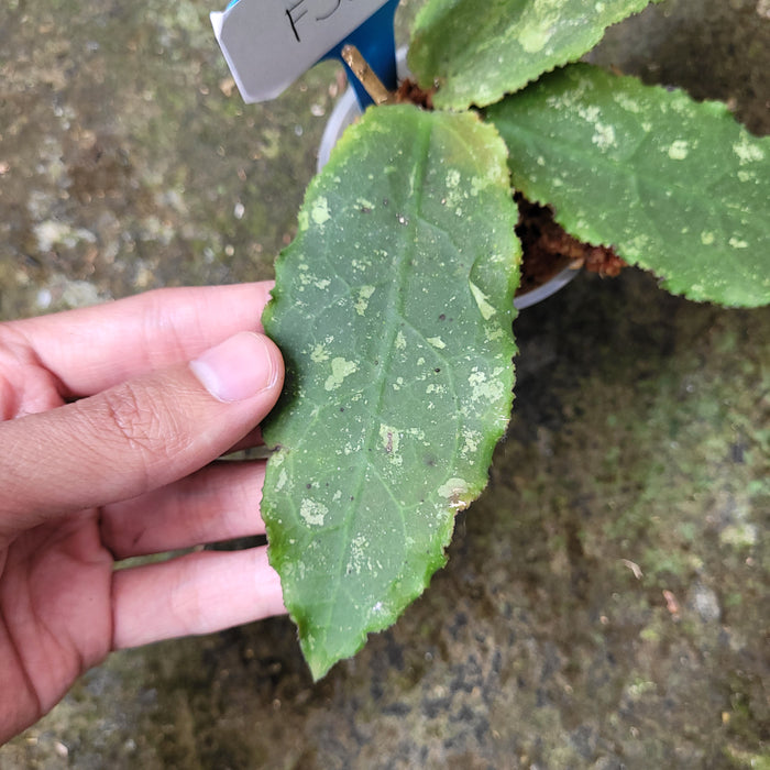 FS006-08 Hoya Undulata Splash