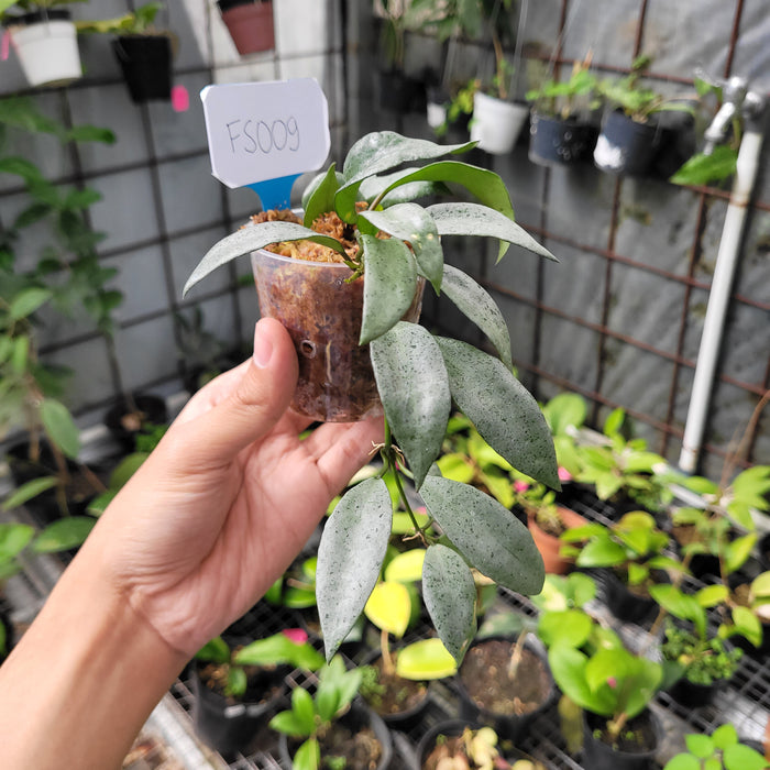 FS009-08 Hoya Lacunosa Silver Silvana