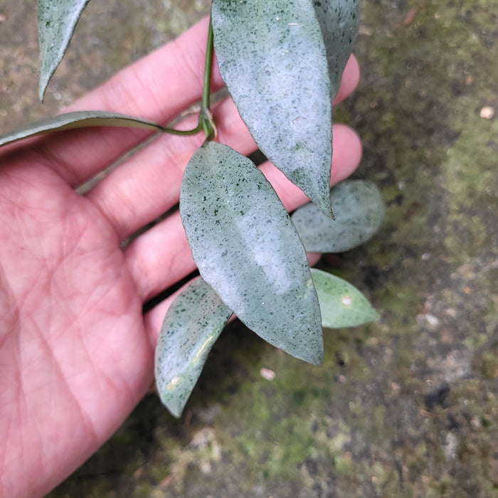 FS009-08 Hoya Lacunosa Silver Silvana