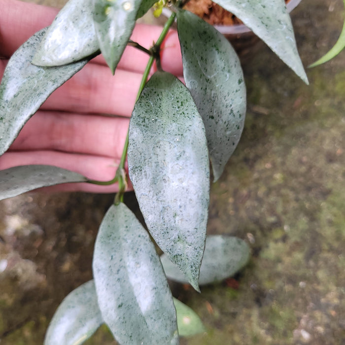 FS009-08 Hoya Lacunosa Silver Silvana