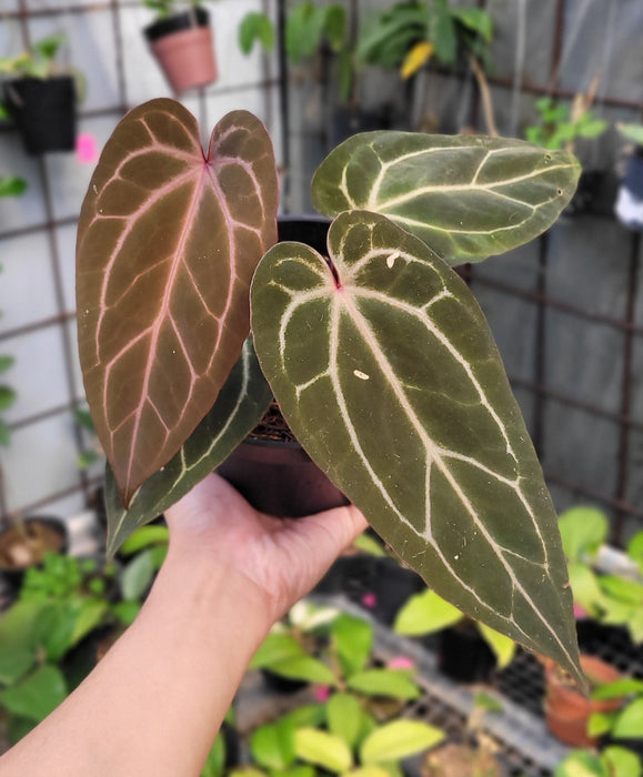 Anthurium BVIT x Zara Michelle