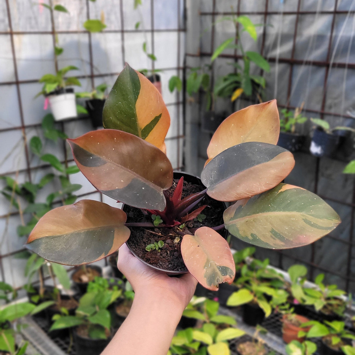Philodendron Black Cardinal Variegated  Aroidasia