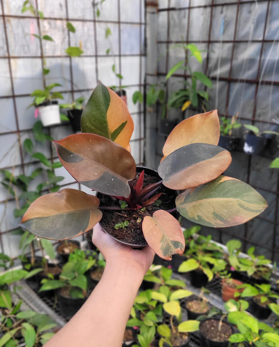 Philodendron Black Cardinal Variegated