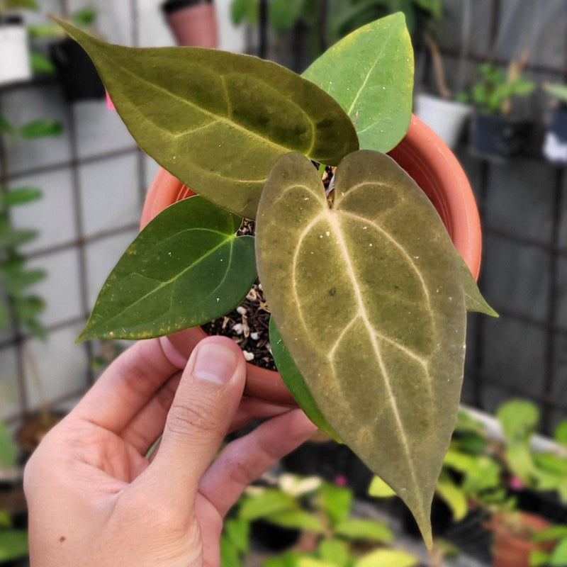 Anthurium Papillilaminum Variegated Mint