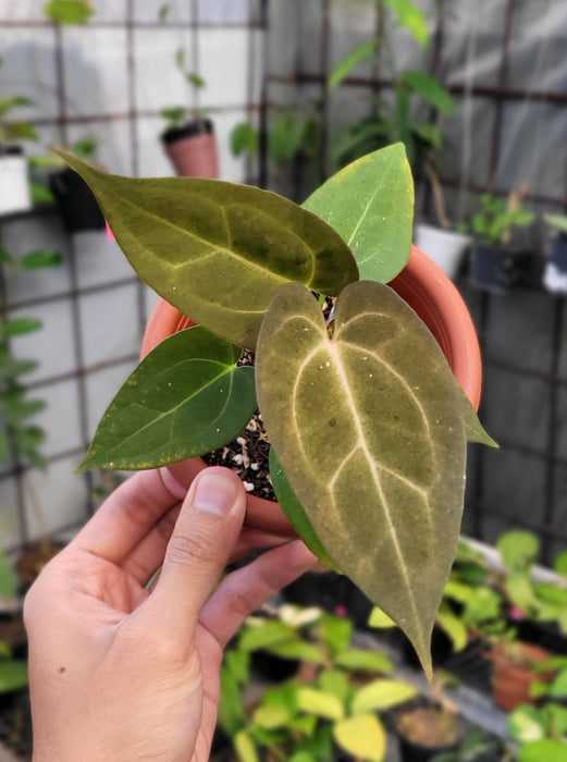 Anthurium Papilaminum Variegated Mint