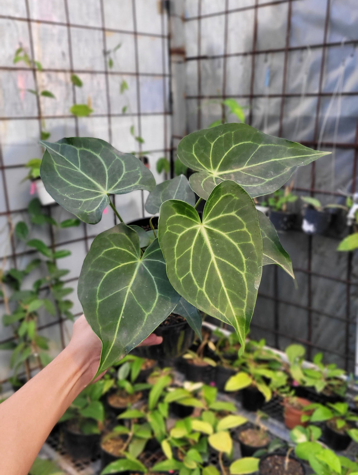 Anthurium Clarinervium Hybrid — Aroidasia