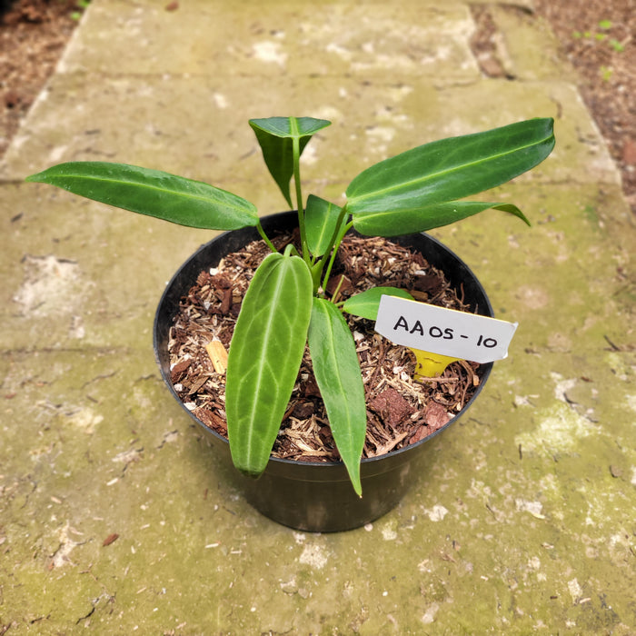 FS005-10 Anthurium Warocqueanum Little