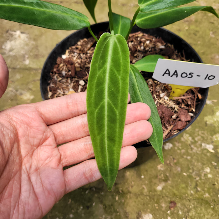 FS005-10 Anthurium Warocqueanum Little