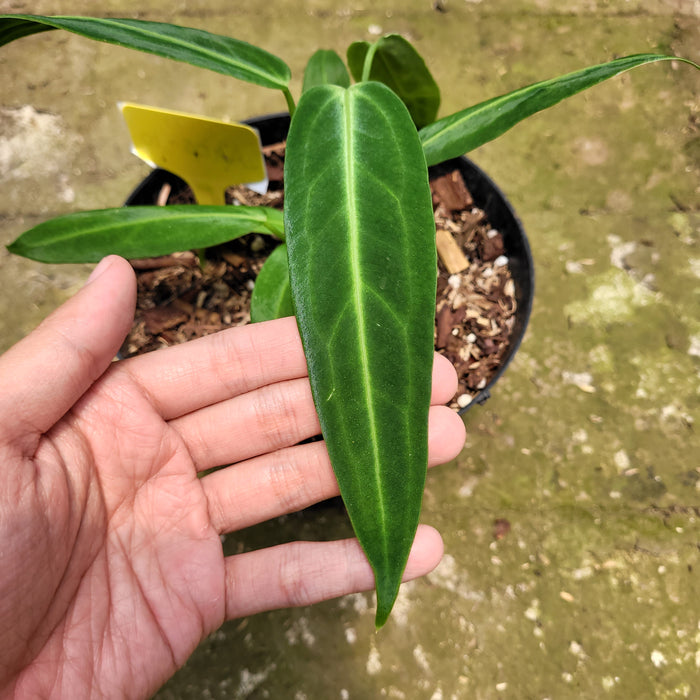 FS005-10 Anthurium Warocqueanum Little