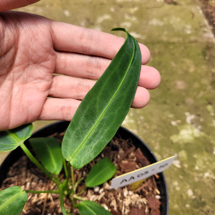 FS005-10 Anthurium Warocqueanum Little