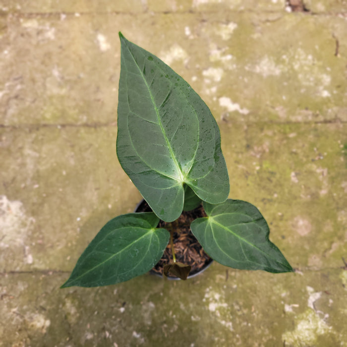 FS007-10 Anthurium Marmorafum x Anthurium Papillilaminum Legend