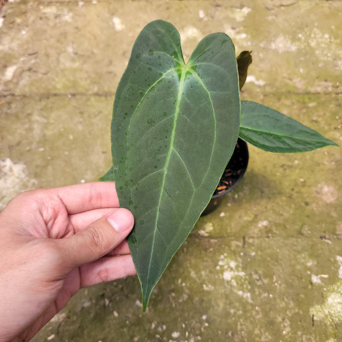 FS007-10 Anthurium Marmorafum x Anthurium Papillilaminum Legend