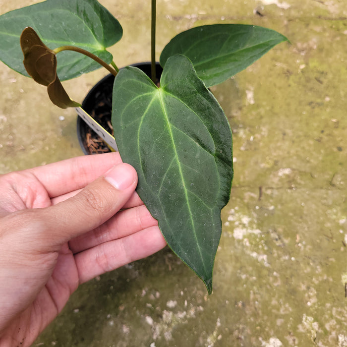 FS007-10 Anthurium Marmorafum x Anthurium Papillilaminum Legend