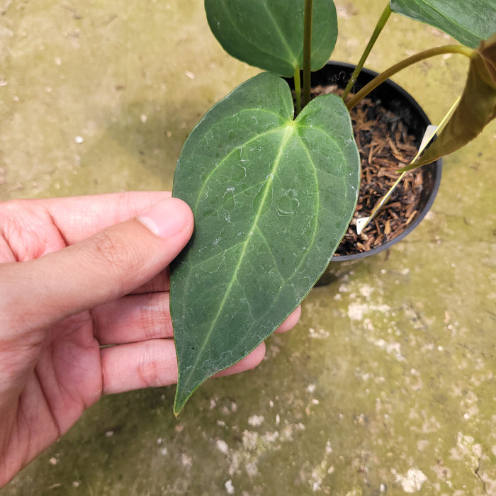 FS007-10 Anthurium Marmorafum x Anthurium Papillilaminum Legend