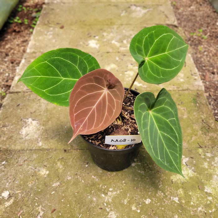 FS008-10 Anthurium Forgeti Hybrid