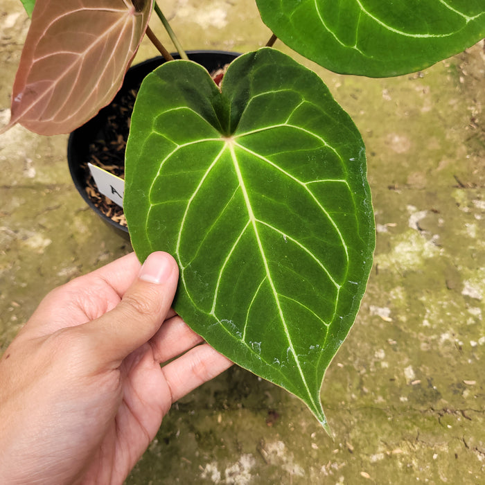 FS008-10 Anthurium Forgeti Hybrid