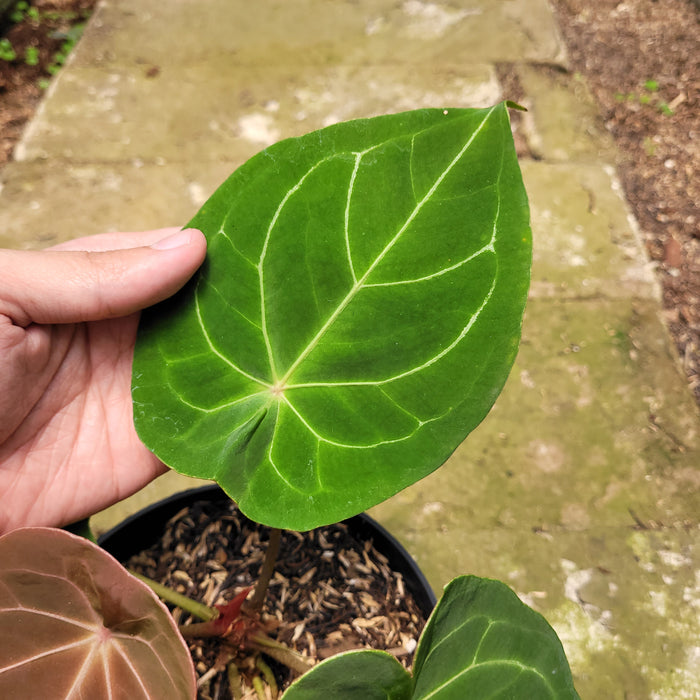 FS008-10 Anthurium Forgeti Hybrid