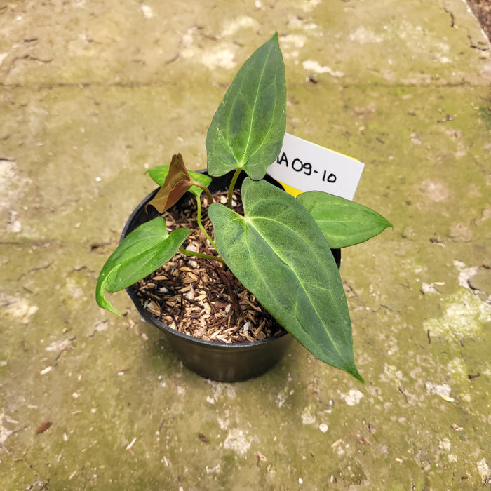 FS009-10 Anthurium Papilaminum Variegated Mint