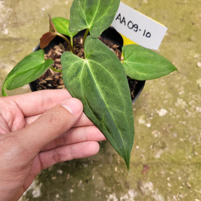 FS009-10 Anthurium Papilaminum Variegated Mint