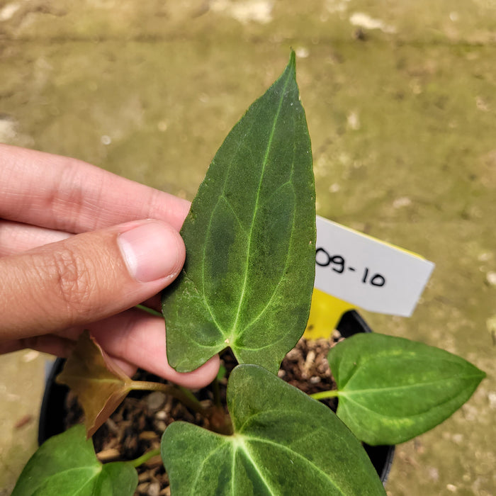 FS009-10 Anthurium Papilaminum Variegated Mint