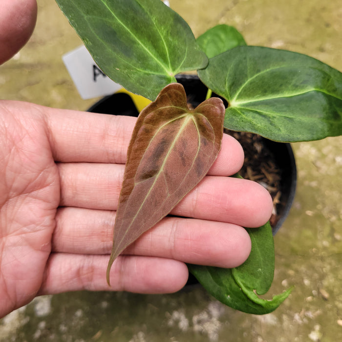 FS009-10 Anthurium Papilaminum Variegated Mint