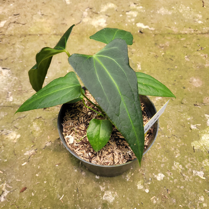 FS010-10 Anthurium Papilaminum x Portilae