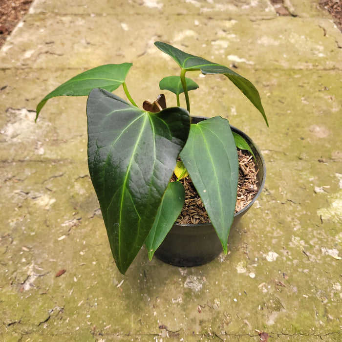 FS010-10 Anthurium Papilaminum x Portilae