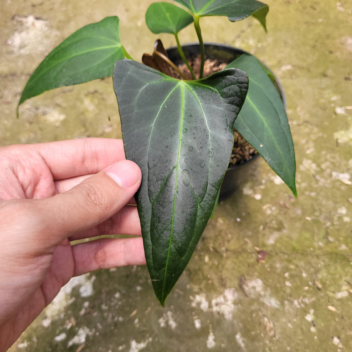 FS010-10 Anthurium Papilaminum x Portilae