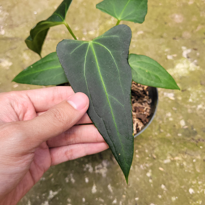 FS010-10 Anthurium Papilaminum x Portilae