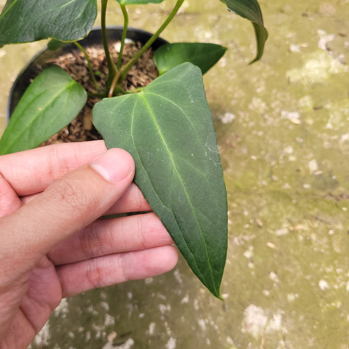 FS010-10 Anthurium Papilaminum x Portilae